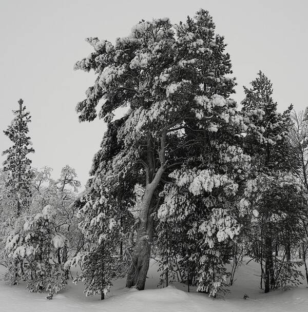 Landscape Poster featuring the photograph An Arctic Pine by Pekka Sammallahti