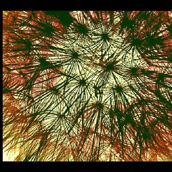  Poster featuring the photograph Anatomy Of A Dream Or Just A Dandelion by Katrise Fraund