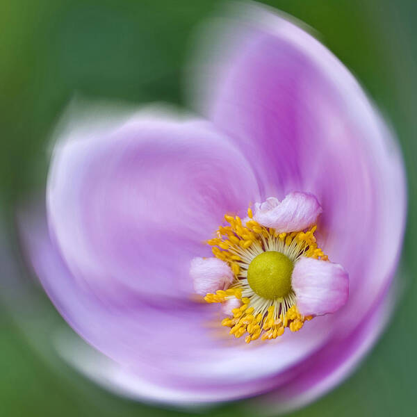Anemone Poster featuring the photograph Anemone Swirl by Diane Fifield