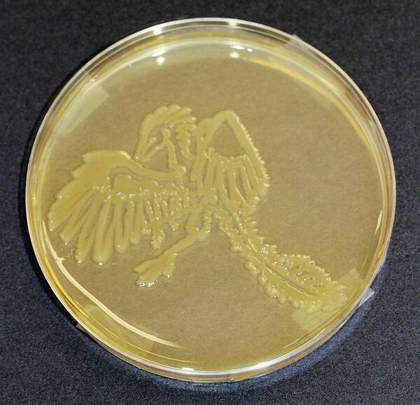 Escherichia Coli Poster featuring the photograph Archaeopteryx by Gregory Lab/microbialart.com/science Photo Library