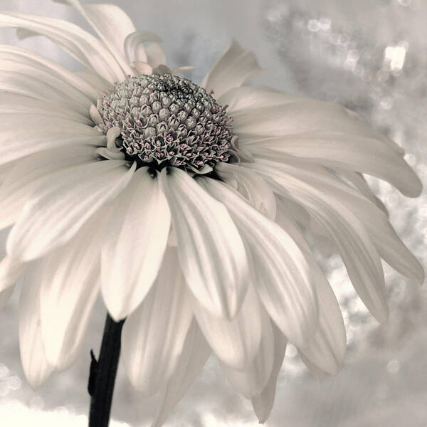 Floral Poster featuring the photograph Arctic Frost by Darlene Kwiatkowski