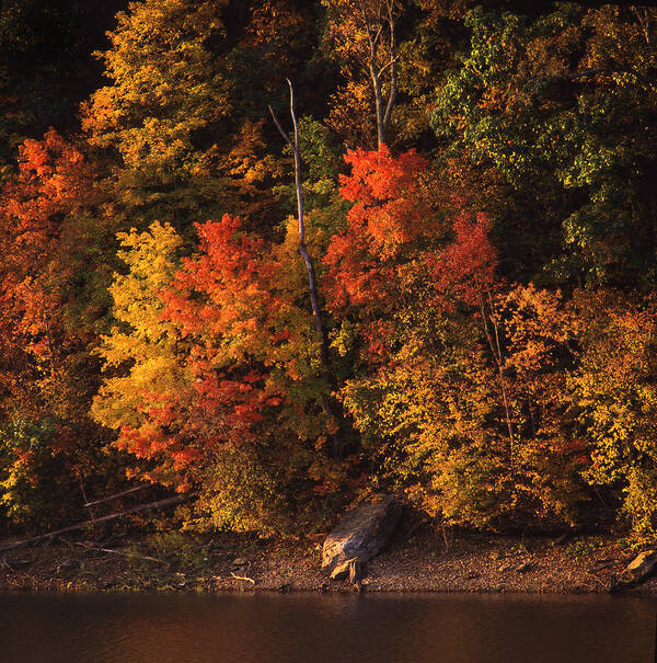 Fall Foliage Poster featuring the photograph Autumn in the Ozarks by Greg Kopriva