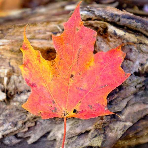 Autumn Poster featuring the photograph Autumn Maple Leaf on a log by Chris Bordeleau