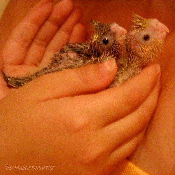 Petstagram Poster featuring the photograph Baby Cockatiels - Raspberry (left) And by Anna Porter