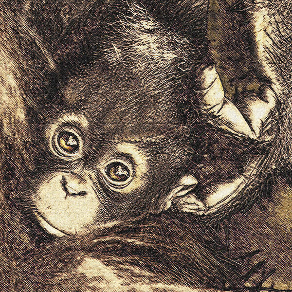 Baby Poster featuring the digital art Baby Orangutan by Jane Schnetlage