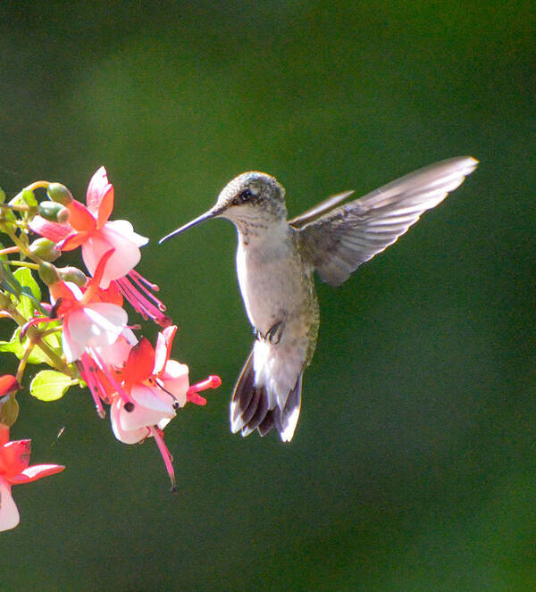 Ruby Throated Hummingbird Poster featuring the photograph Backlit Fuchsia and Hummer by Amy Porter