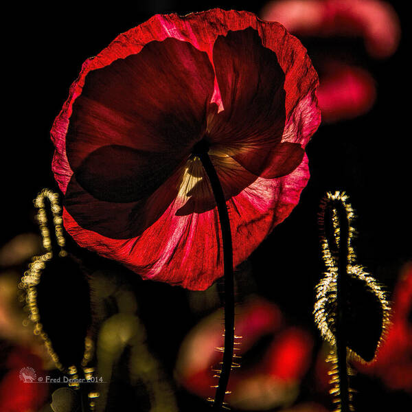 Poppy Poster featuring the photograph Backlit Poppy by Fred Denner