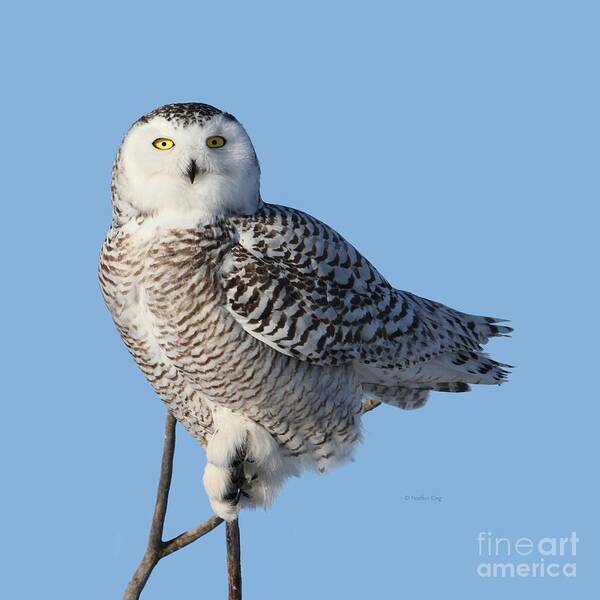 Snowy Owls Poster featuring the photograph Balancing Talent by Heather King