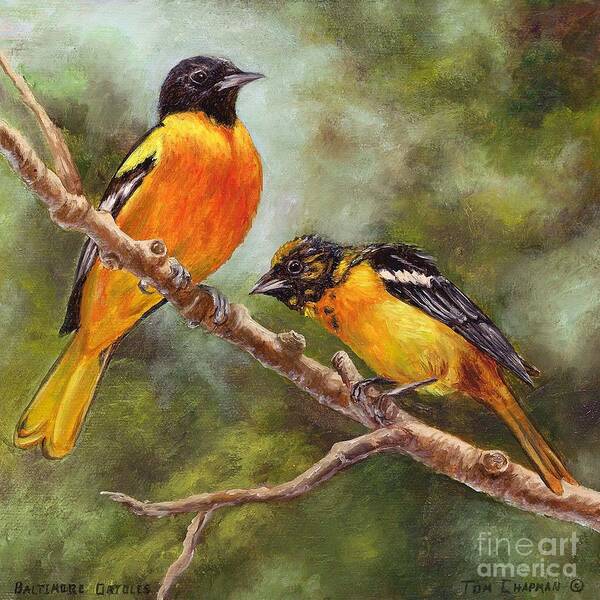 Birds Poster featuring the painting Baltimore Orioles by Tom Chapman