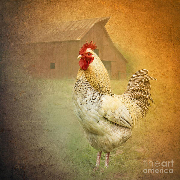Rooster Poster featuring the photograph Barnyard Boss by Betty LaRue