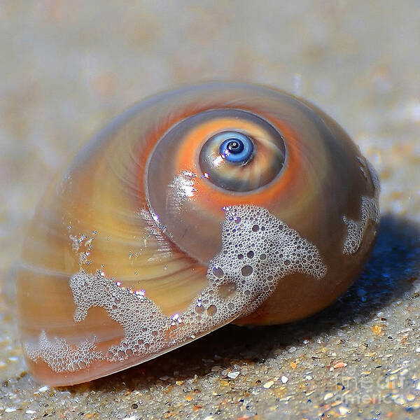 Shell Poster featuring the photograph Beach Jewel by Kathy Baccari