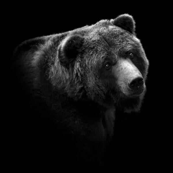 Bear Poster featuring the photograph Portrait of Bear in black and white by Lukas Holas
