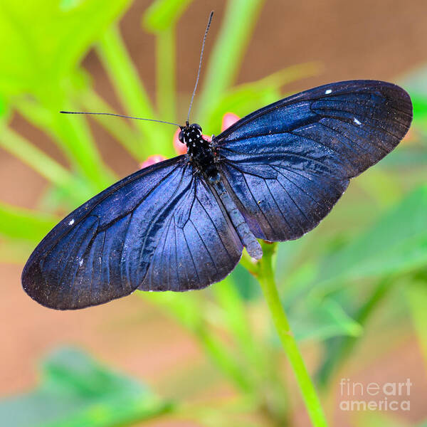 Butterfly Poster featuring the photograph Beautiful Blue by Tamara Becker