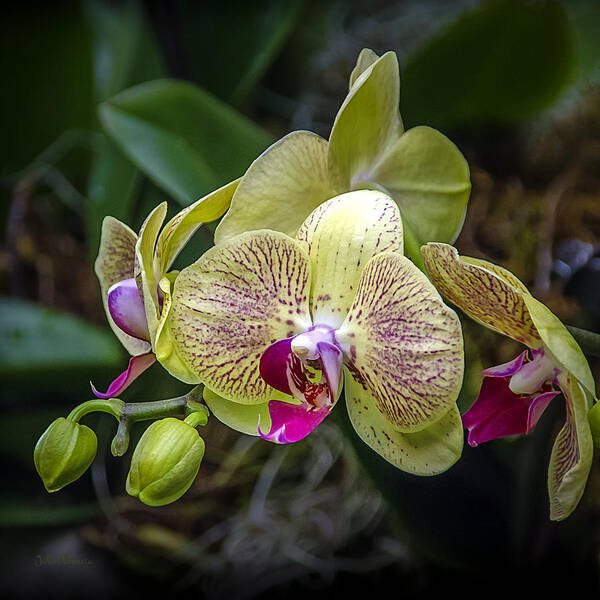 Orchids Poster featuring the photograph Beauty of Orchids 3 by Julie Palencia