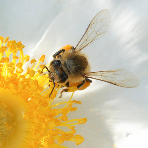 Bee Poster featuring the photograph Bee-U-tiful Squared by TK Goforth