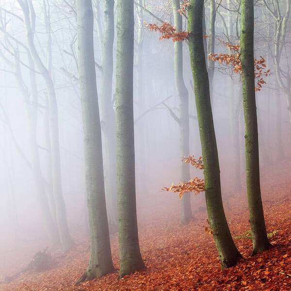 Beeches Poster featuring the photograph Beeches by Martin Rak
