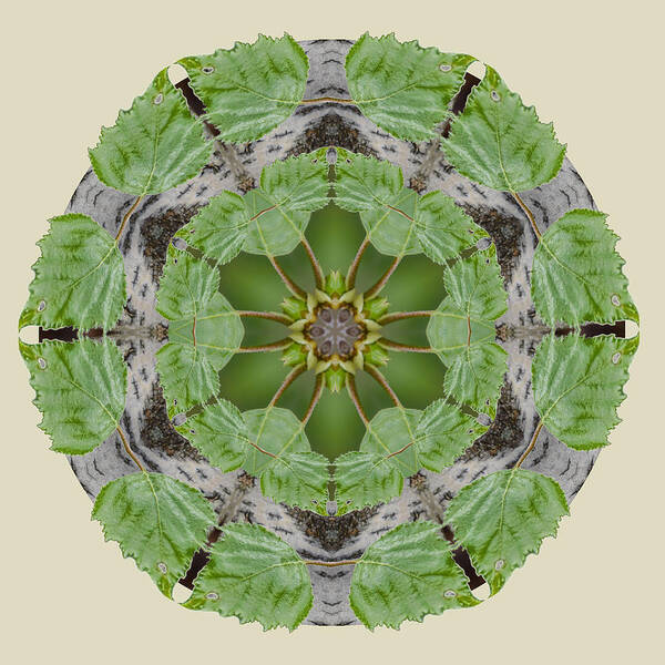 Birch Tree Poster featuring the photograph Birch Tree Mandala by Beth Venner