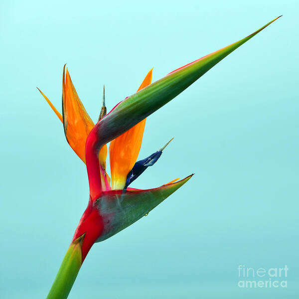 Bird Of Paradise Poster featuring the photograph Bird Of Paradise Against Aqua Sky by Debra Thompson