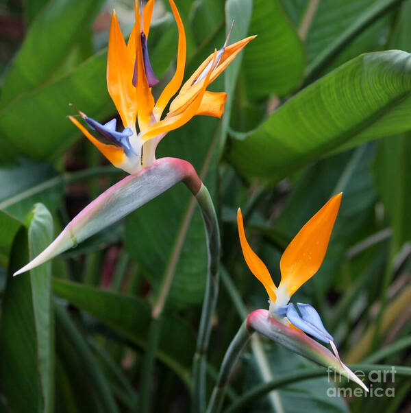 Bird Of Paradise Poster featuring the photograph Bird of Paradise by Carol Groenen