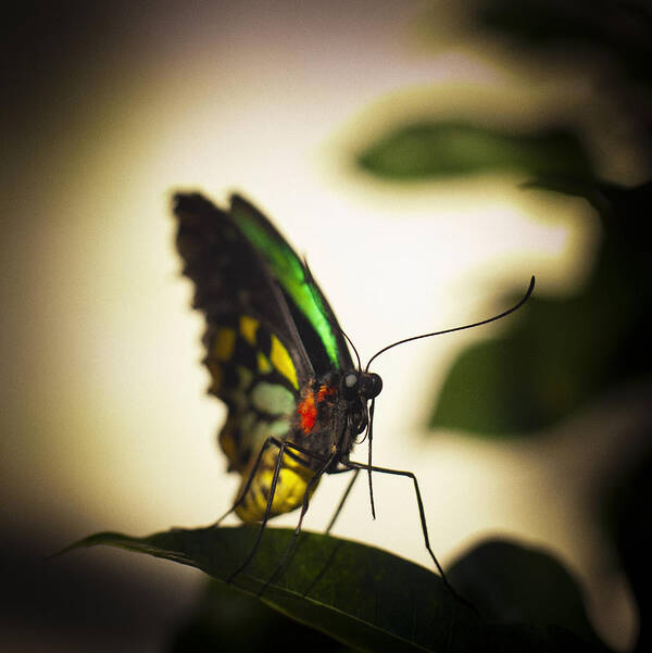 Florida Poster featuring the photograph Birdwing Butterfly by Bradley R Youngberg