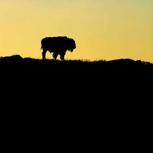 Bison Poster featuring the photograph Bison Sunrise by Sonya Lang