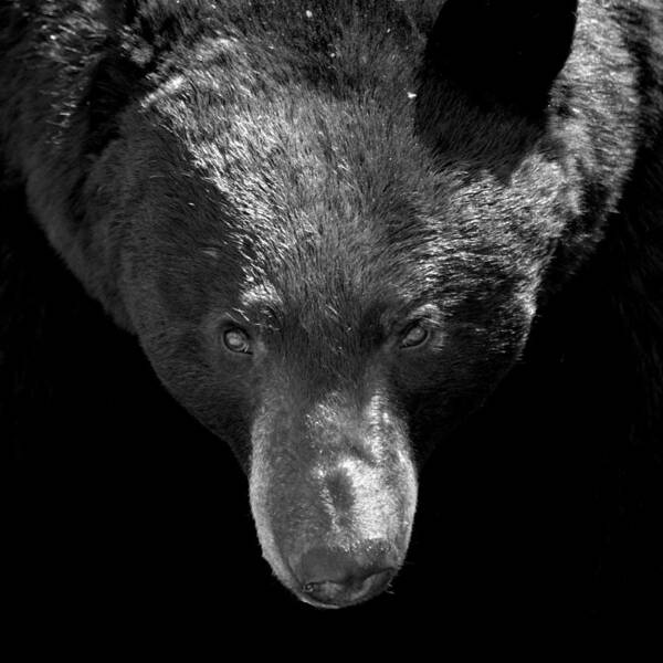 Bear Poster featuring the photograph Black Bear by Jeremiah John McBride