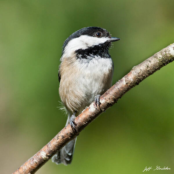 Animal Poster featuring the photograph Black Capped Chickadee by Jeff Goulden