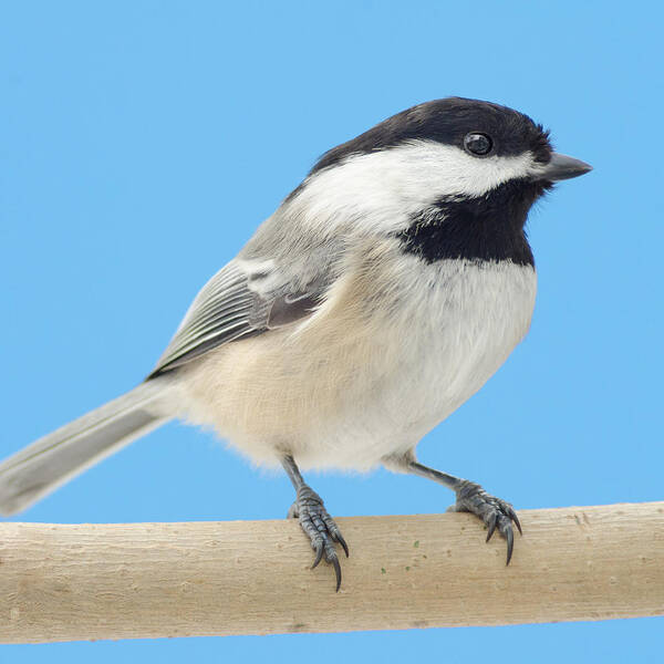 Chickadee Poster featuring the photograph Black-Capped Chickadee by Jim Hughes