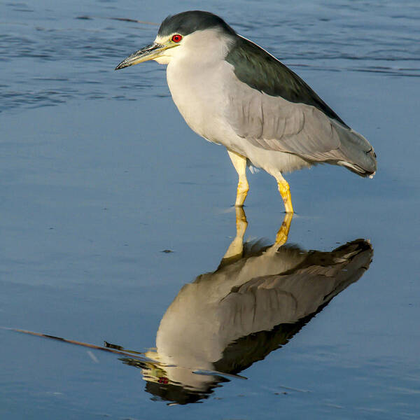 Heron Poster featuring the photograph Black Capped Night Heron 6531 by Cathy Kovarik