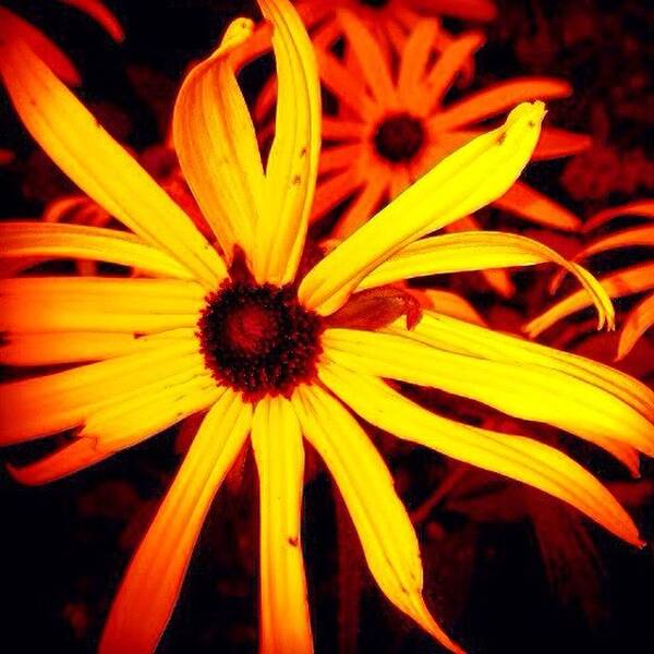 Beautiful Poster featuring the photograph Black Eyed Susan Flower by Cristina Stefan