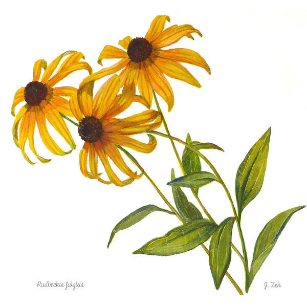 Black Eyed Susans Poster featuring the painting Black eyed Susan - Rudbeckia fulgida by Janet Zeh