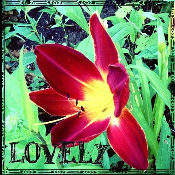 Flower Poster featuring the photograph #blooming This Morning. A #lovely #lily by Teresa Mucha