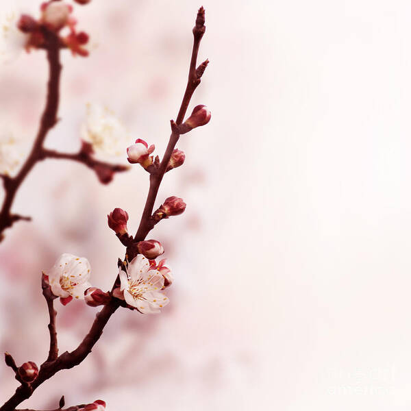 Blossom Poster featuring the photograph Blossom Flower by Jelena Jovanovic