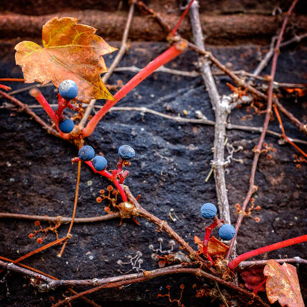 Abstract Poster featuring the photograph Blue Autumn Ivy Berries on a Stone Wall by Chris Bordeleau