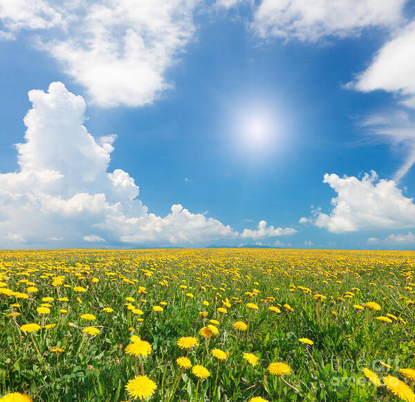 Yellow Flowers Poster featuring the photograph Blue Cloudy Sky by Boon Mee