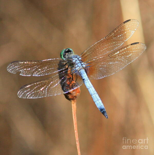 Dragonfly Poster featuring the photograph Blue Dragonfly Square by Carol Groenen