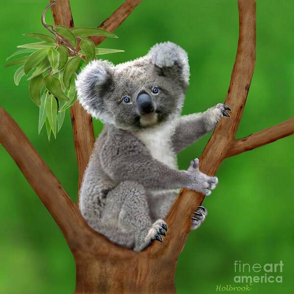 Cute Koala Bears Poster featuring the digital art Blue-Eyed Baby Koala by Glenn Holbrook