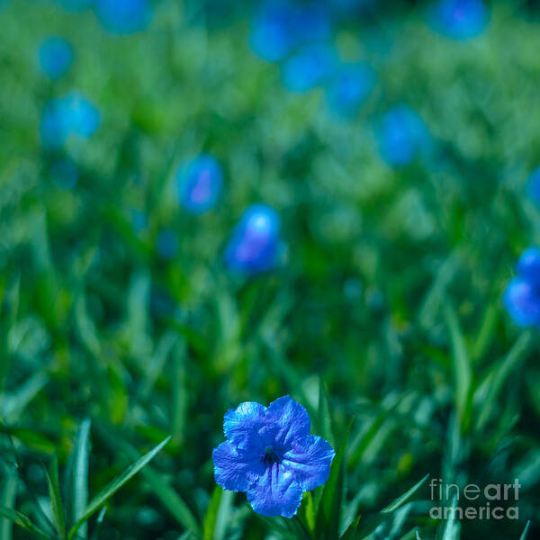 Blue Flower Poster featuring the photograph Blue Flower by Julian Cook