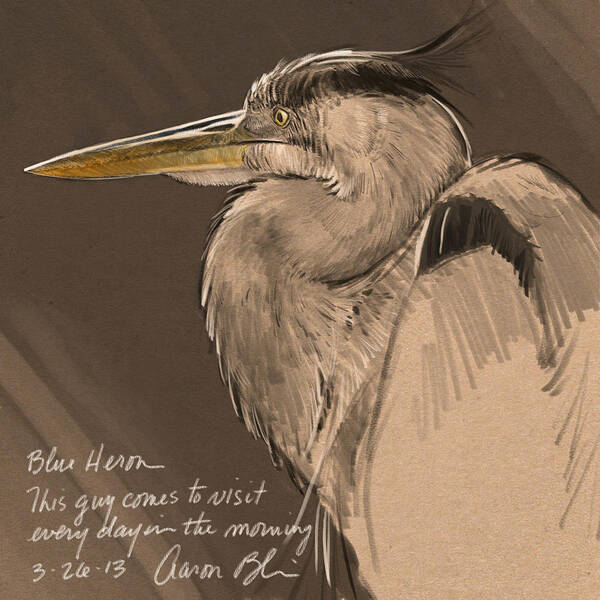 Blue Heron Poster featuring the digital art Blue Heron Sketch by Aaron Blaise