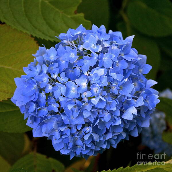 Blue Poster featuring the photograph Blue Hydrangea by Jim Gillen