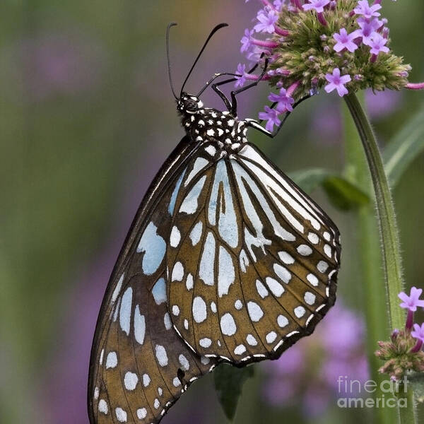 Butterflies Poster featuring the photograph Blue Tiger Butterfly by Chris Scroggins