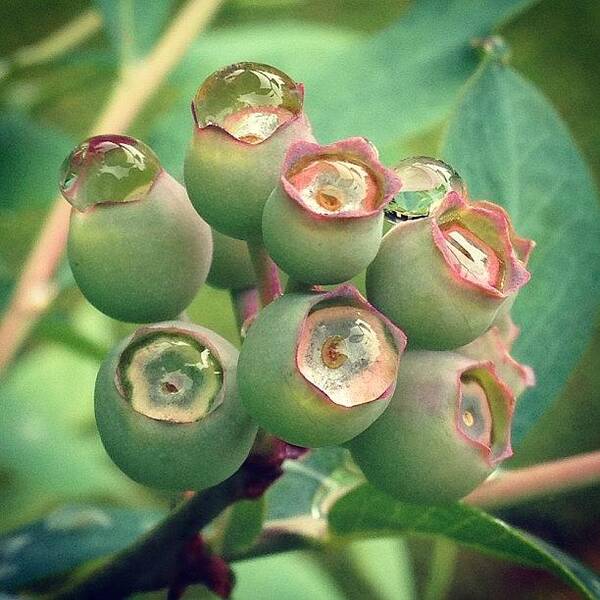 Mom_hub184 Poster featuring the photograph Blueberries Waiting To Turn Blue 🍇 by Melissa Evans