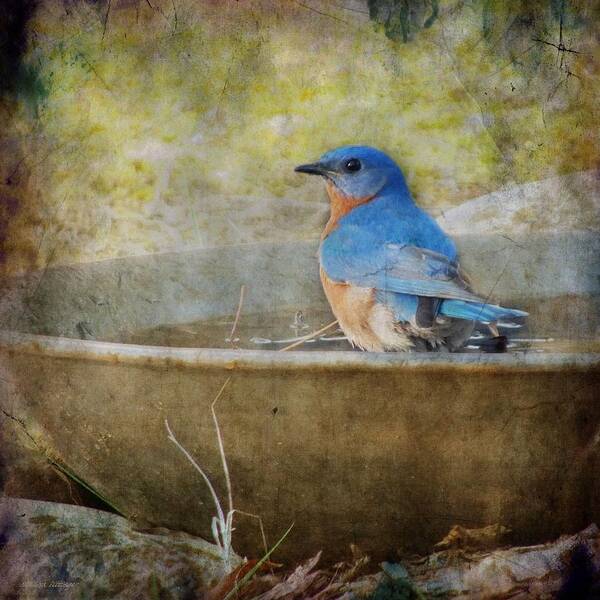 Bird Poster featuring the photograph Bluebird by Melissa Bittinger