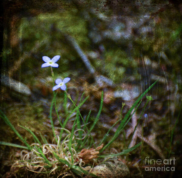 Bluets Poster featuring the photograph Bluets Woodland Dream by Kerri Farley