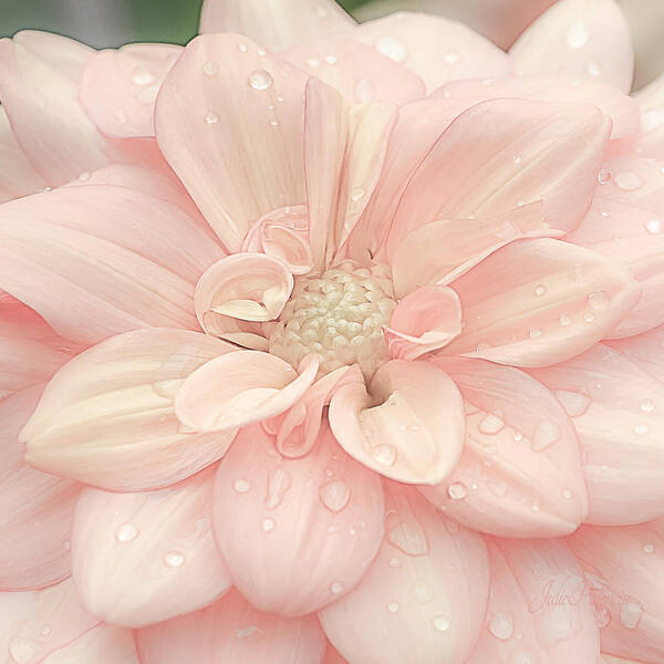 Dahlia Poster featuring the photograph Blushing Dahlia by Julie Palencia