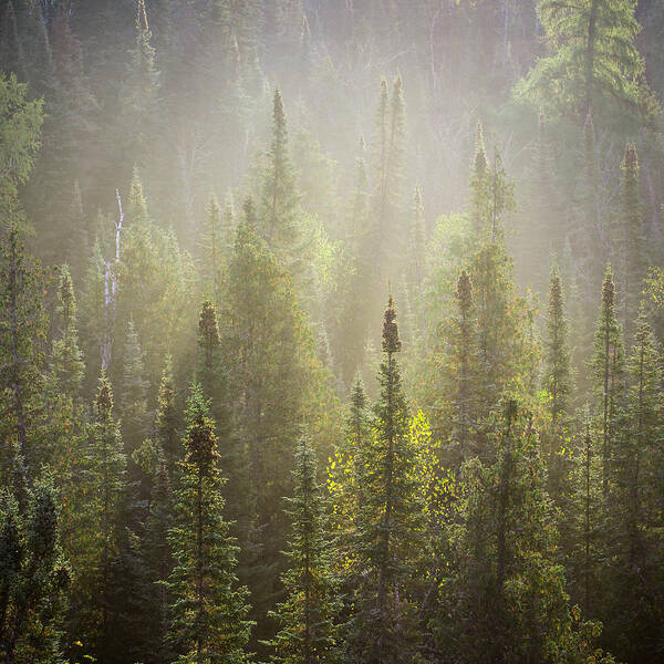 Boreal Poster featuring the photograph Boreal Morning by Jakub Sisak