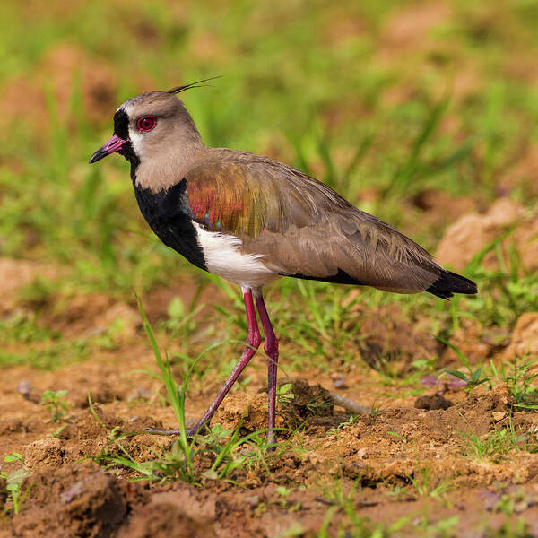 Bird Poster featuring the photograph Brazil A Southern Lapwing Foraging by Ralph H. Bendjebar