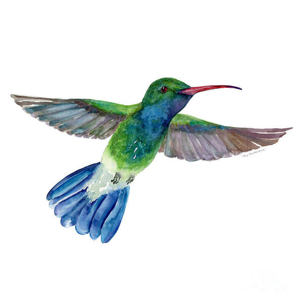 Bird Poster featuring the painting BroadBilled Fan Tail Hummingbird by Amy Kirkpatrick