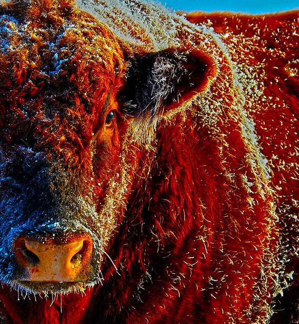 Hdr Poster featuring the photograph Bull on Ice by Amanda Smith