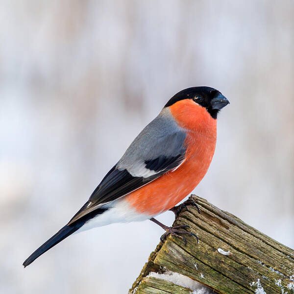 Bullfinch On The Edge Poster featuring the photograph Bullfinch on the Edge by Torbjorn Swenelius